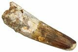 Fossil Spinosaurus Tooth - Feeding Worn Tip #344901-1
